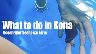 Best Things to do in Kailua Kona Town  NCL Cruise Port Terminal  We visit OceanRider Seahorse Farm [upl. by Massab]