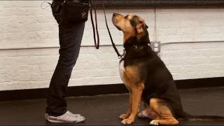 How to Teach Your Dog to Sit  Dog Training [upl. by Sammy362]