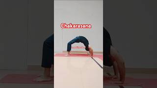 Chakrasana ke Fayde yoga Chakarasana wheelpose wheel motivation advanceyoga weightloss yogi [upl. by Galanti]