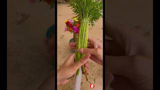 Moss Rose Plant Bunch Planting shorts mossrose grow ytshorts viralvideo [upl. by Areid]