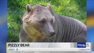 VIDEO ‘Pizzly bears’ Climate change to thank for grizzlypolar bear hybrid experts say [upl. by Nathalia]