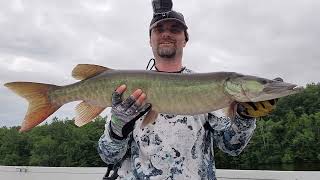 Muskies on Topwater [upl. by Vilberg]