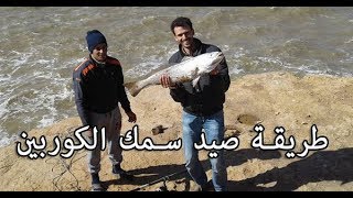 طريقة صيد سمك الكوربين او سمك القرب بالجنوب Peche courbine au sud Maroc akhfennir [upl. by Nakhsa]