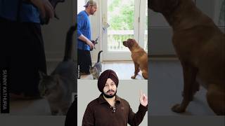 The innocent dog thought he was wise But the cat closed the door with surprise [upl. by Saxet]