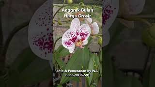 Anggrek Bulan Harga Grosir pemesanan WA 08569036591 Anggrek Kebutuhan Maslow Tertinggi orchid [upl. by Ahsenod141]