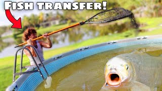 Transferring MONSTER FISH To My BACKYARD POND [upl. by Zales521]