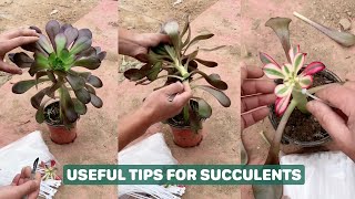 How to take care succulents  Summary of many tips succulents suculentas 다육 [upl. by Arissa]