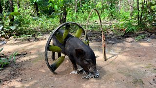 New Technique Wild Pig Trap Make Using Wood That Work 100 [upl. by Wise]