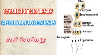 Spermatogenesis  Gametogenesis  Bsc Zoology  Developmental Biology  MSc Zoology  Neet biology [upl. by Ennayt497]