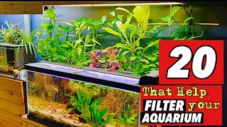 🌿20 Houseplants that Help Filter Your Aquarium🐟 [upl. by Kila225]