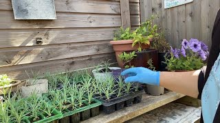 WINDY BUSY DAY IN THE GARDENPLANTING CARNATIONS [upl. by Aurelius]