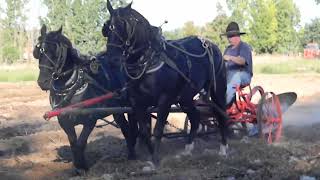 Eric plowing with horses [upl. by Kathie]