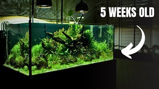 100 Gallon Customer Aquarium Start To Finish Crazy Fast Plant Growth 😱 [upl. by Heyra763]