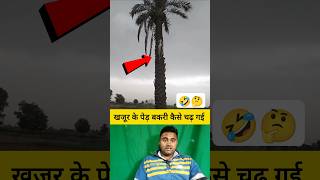 खजूर के पेड़ पर बकरी कैसे चढ़ गई 🤔🤯 shorts goat goatshorts funnyshorts viralvideo [upl. by Itaws]