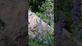 Penstemon stictus The Spotted Beauty of Wildflower Gardens shorts beautifulflowers PlantsWorld [upl. by Mayne518]