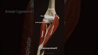 Action Pronates forearm at radioulnar jointsSuphatInnervation Median nerve anatomystandard [upl. by Ardnekal758]