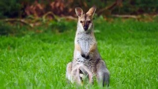 Rednecked Wallaby Macropus rufogriseus banksianus ♀ with Joey 3 [upl. by Aneelahs]