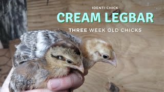 Crested Cream Legbar 3WeekOld Chicks [upl. by Boys995]