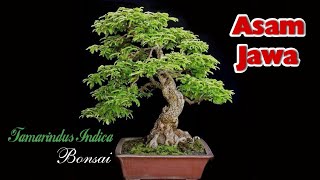 Tamarindus Indica Bonsai  Inspirasi Bonsai Asem Jawa bonsaiasemjawa [upl. by Delahk]