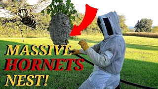 Massive Hornets Nest Removed From A Tree  Wasp Nest Removals [upl. by Lipinski120]