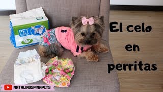 Como Manejar el Celo en perritas  Tips by Natalia Ospina [upl. by Nawtna]