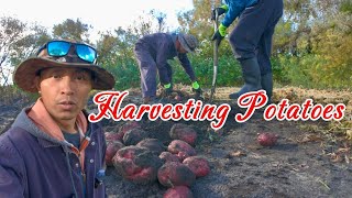 Harvesting Potatoes dito sa Canada [upl. by Fradin]