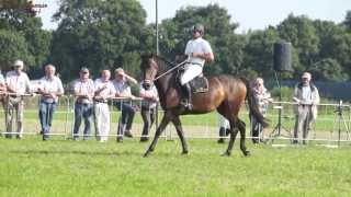 Gert van den Hof Show Zadelmak Maken 2e Merrie in Haulerwijk 25 Augustus 2013 [upl. by Blondie]