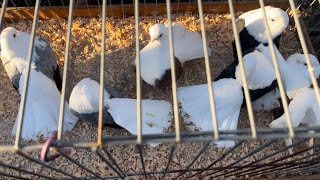 Rynek targ Łomża 18022024 🕊gołębie ptaki króliki ryby kury łomża pigeons [upl. by Ativahs]