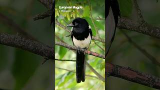 The striking European Magpie in Summer birds [upl. by Craddock]