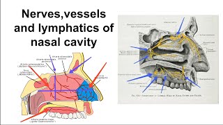 Arterial supplyvenous drainagelymphatic drainagenerve supply of nasal cavity [upl. by Felicity]