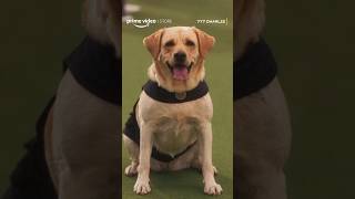 Charliee the dog is about to do the unexpected😱  777 Charlie  primevideostore [upl. by Blen]