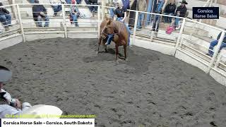 Corsica Horse Sales  Corsica South Dakota [upl. by Derfiniw493]