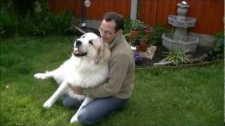 Pyrenean Mountain Dogs  Great Pyrenees  Penellcy Penny [upl. by Grantham192]