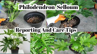 Philodendron Selloum Repoting And Care Tips  Philodendron Bipinnatifidum Care [upl. by Rovelli418]