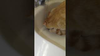 Thirsty little orange guy gets water all over his head orangecat cat kitty thirsty [upl. by Eenerb]