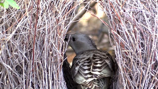 Bowerbird Making Its Nest  Windjana Gorge  The Kimberleys [upl. by Ariahs]