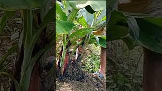 PLANTING LAKATAN BANANA desuckeringlakatan banana asmrsatisfying agriculture shorts [upl. by Aikenahs]