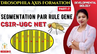 Drosophila Development7  Pair Rule Gene in Drosophila  Segment Polarity Genes Drosophila CSIR NET [upl. by Esimaj]