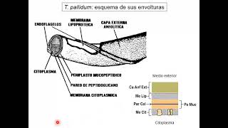 13 Treponema y Leptospira [upl. by Schlosser982]