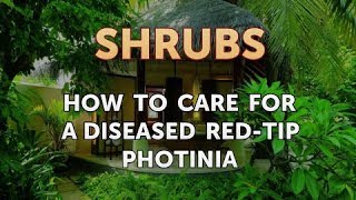 How to Care for a Diseased RedTip Photinia [upl. by Wilkens625]