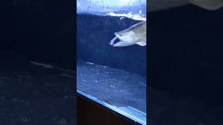 red tail golden arowana eating catfish [upl. by Hcirdeirf85]