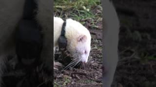 ferreting rabbiting hunting lurcher workingdogs rabbitexpress [upl. by Oloapnaig]