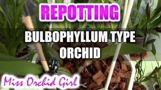 Repotting Bulbophyllum type orchid  Cirrhopetalum Elizabeth Ann Buckleberry [upl. by Jos]