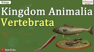 Kingdom Animalia  Vertebrata  Class 11 Biology  iKen [upl. by Sauveur]