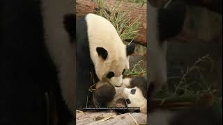 6 interesting facts about Pandas [upl. by Aniroz147]