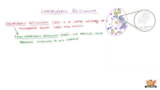 Endoplasmic Reticulum [upl. by Noswal]