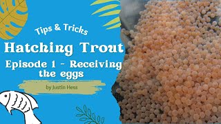 Hatching Trout  Episode 1 Receiving the eggs [upl. by Simons975]