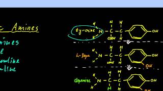 Part 11  Neurotransmitters and Neuromodulators [upl. by Onder]