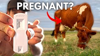 EVEN FASTER AT HOME Pregnancy Test for Cows IDEXX Alertys OnFarm Test [upl. by Komarek]