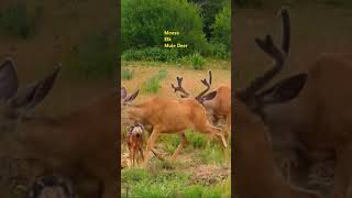 Wildlife nature moose elk mule deer [upl. by Wallace]